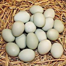 Duck Eggs (Hasher Dim)
