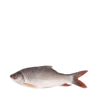 Live Rui Fish (Processed) ±50 gm