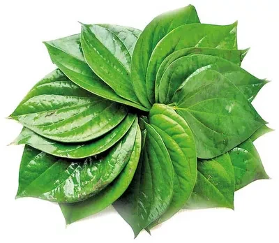 Shojne DaPaan (Betel Leaf)ta (Drumstick) ± 25 gm